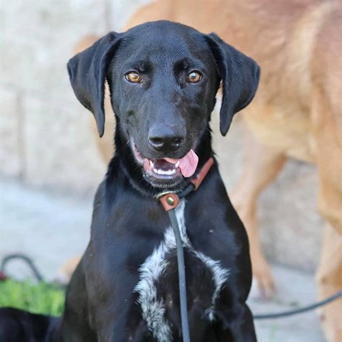 Photo of Whitley, adoptable Labrador Retriever in Modesto, California