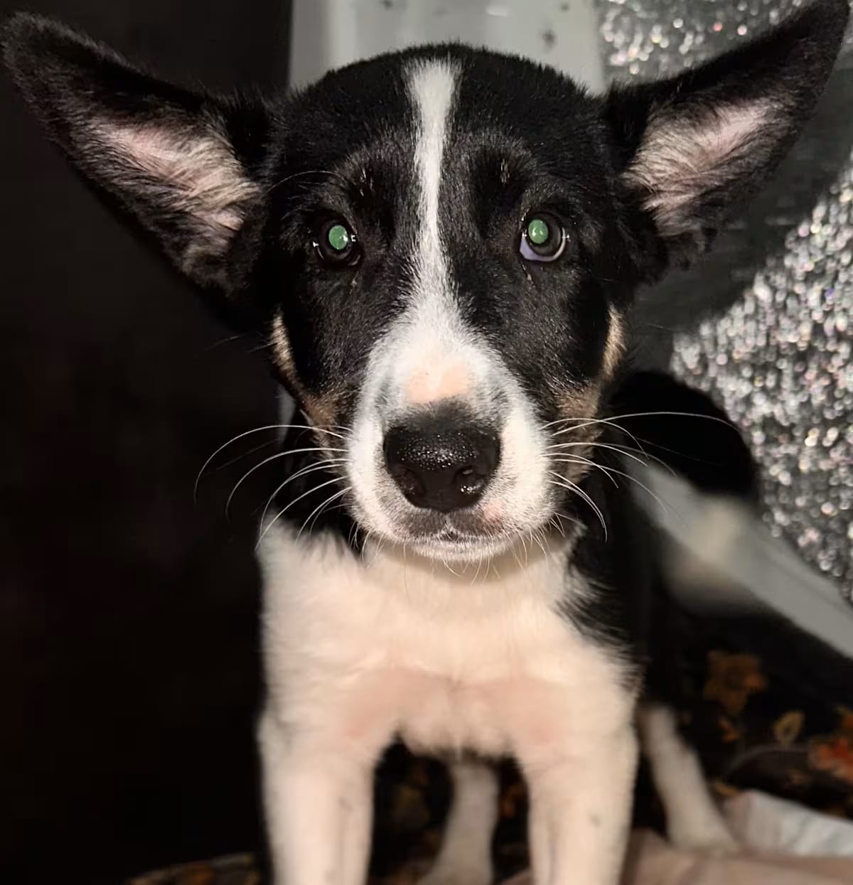 Photo of Dodge, adoptable Collie in Oak Bluffs, Massachusetts