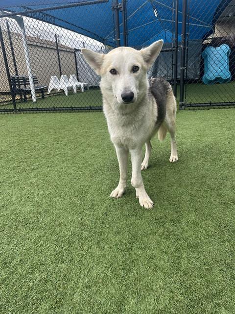 Photo of Tabitha, adoptable Mixed Breed