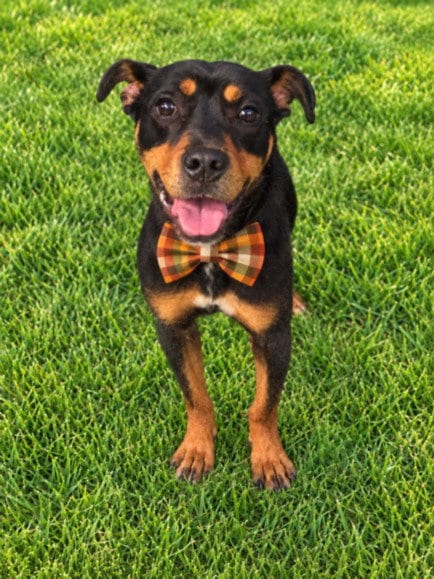 Photo of Drake, adoptable Rottweiler in Clinton Township, Michigan