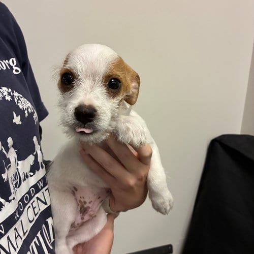 Photo of Louie, adoptable Unknown breed in Rancho Santa Fe, California