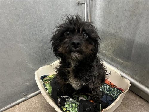 Photo of Ophelia (Rescue Only), adoptable Maltese in HESPERIA, California
