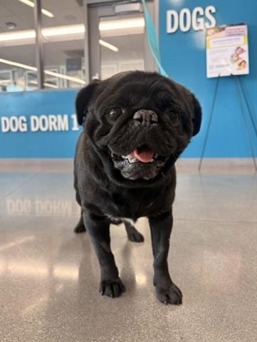 Photo of Nathan, adoptable Pug in San Martin, California