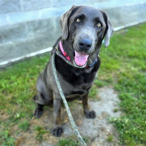 Photo of Truffle, adoptable Labrador Retriever in Long Beach, California