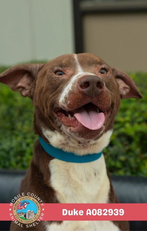 Photo of Duke, adoptable Bulldog in Mobile, Alabama