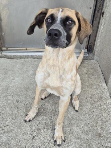 Photo of Blush, adoptable Anatolian Shepherd in Decatur, Illinois