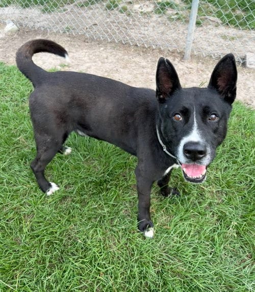 Photo of Batman, adoptable Labrador Retriever in Conroe, Texas