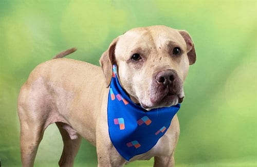Photo of Taj, adoptable American Pit Bull Terrier in Ft Lauderdale, Florida