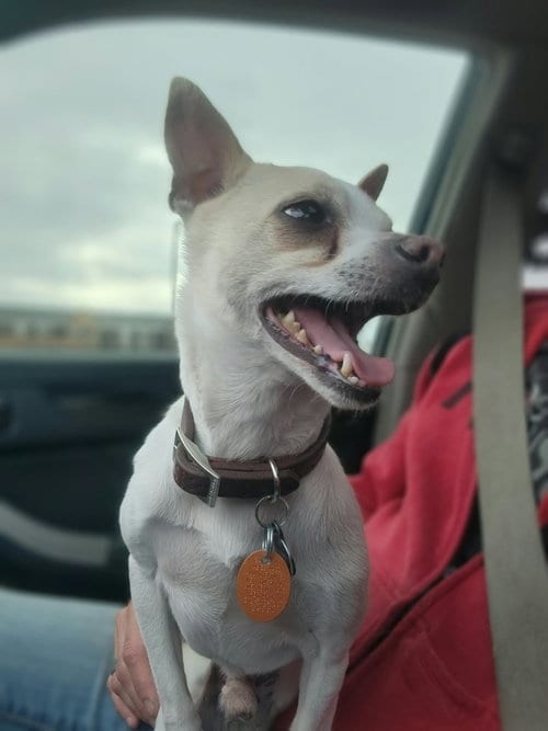 Photo of Milo fka Dobby, adoptable Chihuahua in Detroit Lakes, Minnesota