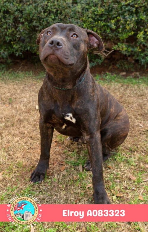 Photo of Elroy, adoptable Staffordshire Bull Terrier in Mobile, Alabama