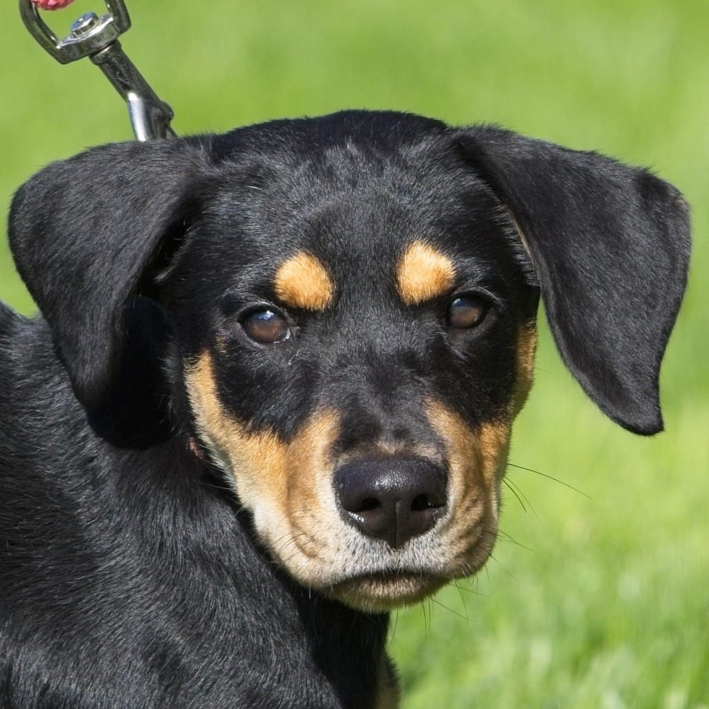 Photo of Raven, adoptable Pinscher, Doberman in South Elgin, Illinois
