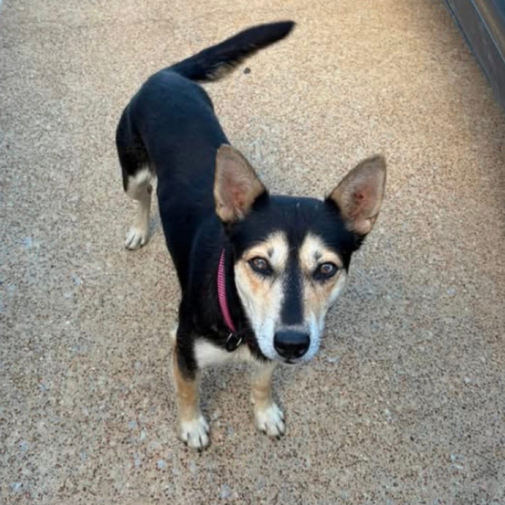 Photo of Pippa, adoptable Mixed Breed (Medium) in Corinth, Mississippi