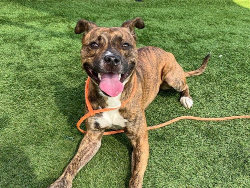 Photo of Turnip, adoptable Pit Bull Terrier in Orange, California