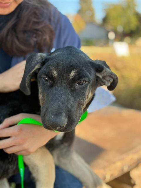 Photo of Maui, adoptable German Shepherd Dog in Visalia, California