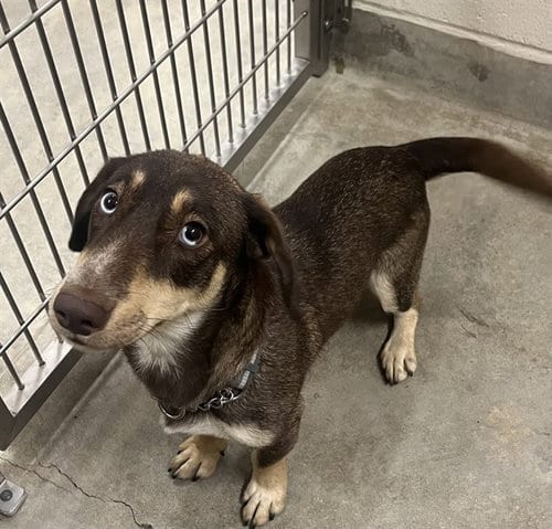 Photo of Mallie, adoptable Dachshund in Jackson, California