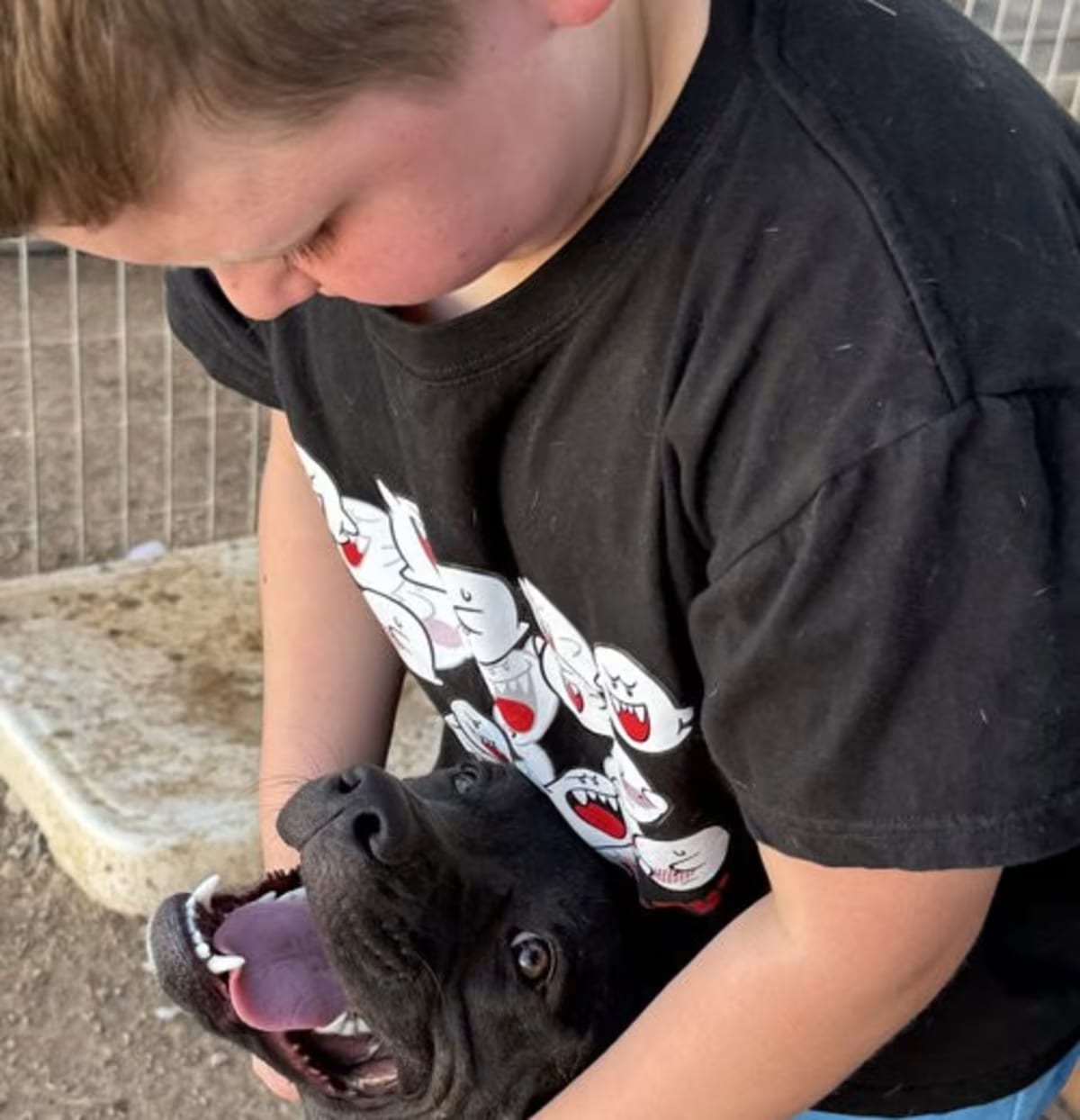 Photo of Porkchop, adoptable Mastiff in San Tan Valley, Arizona