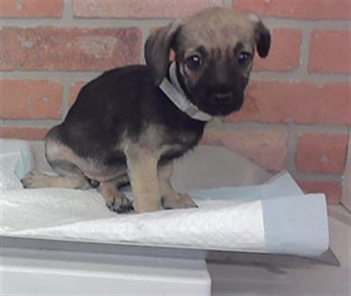 Photo of Autumn, adoptable Chihuahua in Houston, Texas