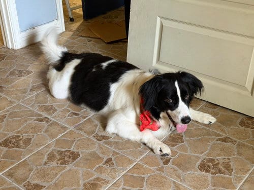 Photo of Toni, adoptable Border Collie in Brewster, New York