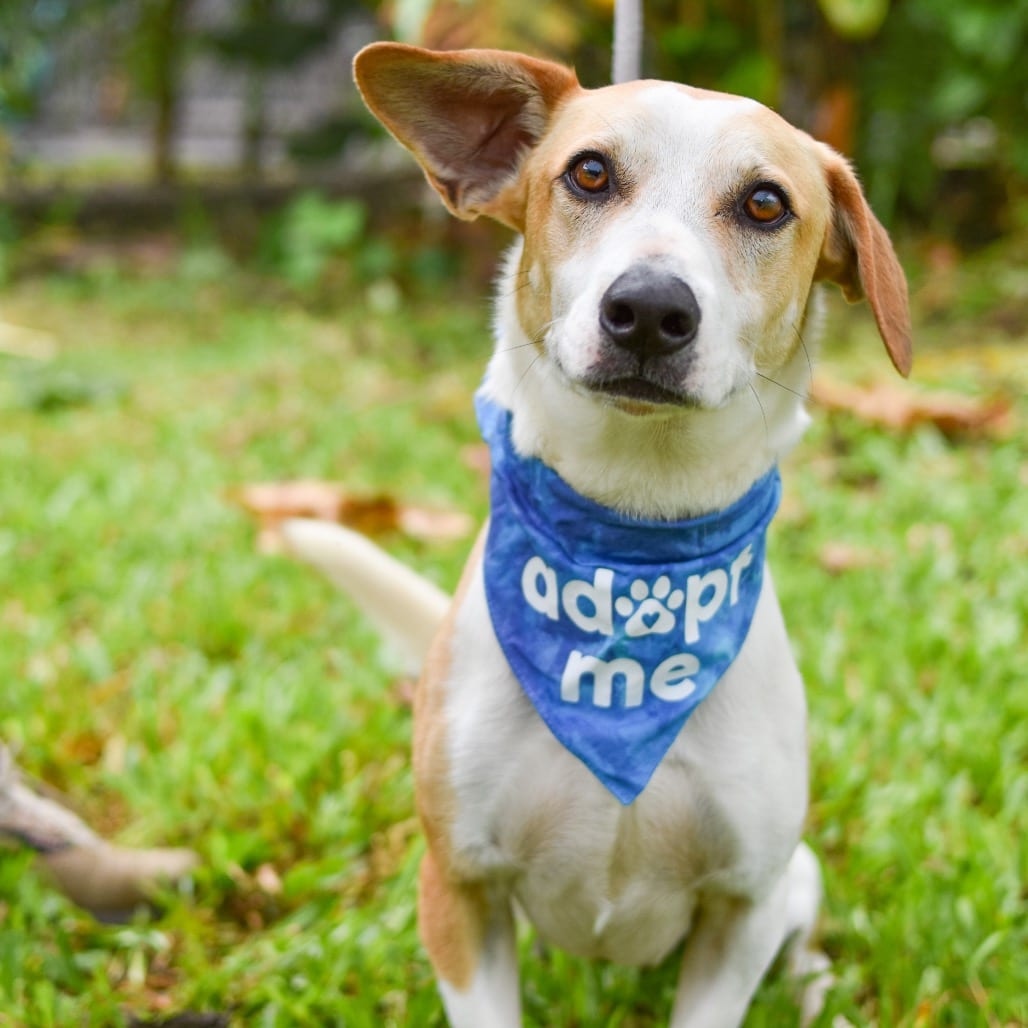 Photo of Crouton, adoptable Mixed Breed (Medium)