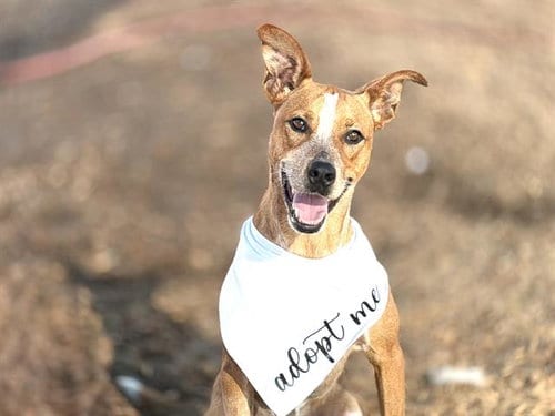Photo of Zipper, adoptable Australian Cattle Dog/Blue Heeler in Albuquerque, New Mexico