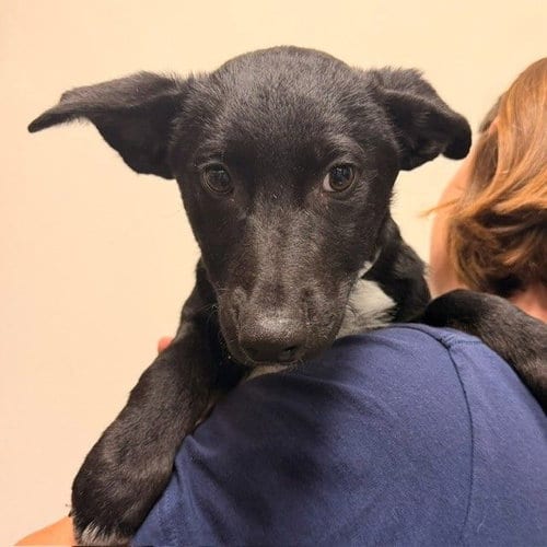 Photo of Charles, adoptable Unknown breed in Rancho Santa Fe, California
