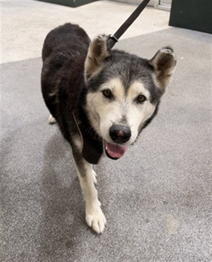 Photo of Willy, adoptable Husky in Los Angeles, California