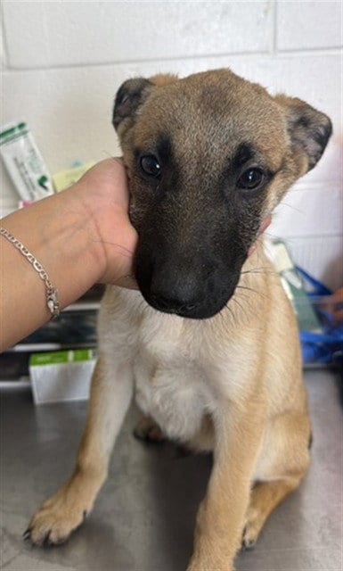 Photo of Turner, adoptable German Shepherd Dog in San Bernardino, California