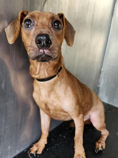 Photo of Buddy, adoptable Dachshund in San Antonio, Texas