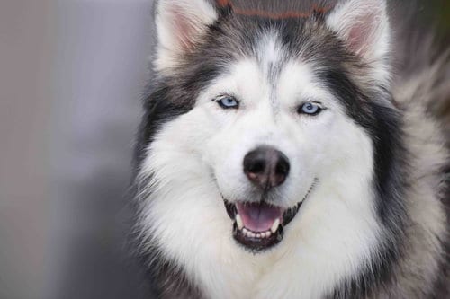 Photo of Cinder, adoptable Siberian Husky in Walnut Creek, California