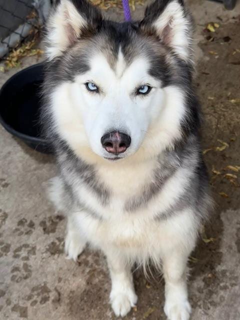 Photo of Raya, adoptable Siberian Husky in Chicago, Illinois