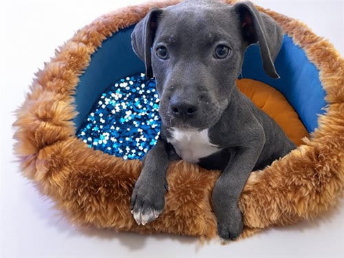 Photo of BB8, adoptable American Bulldog in Ft Lauderdale, Florida