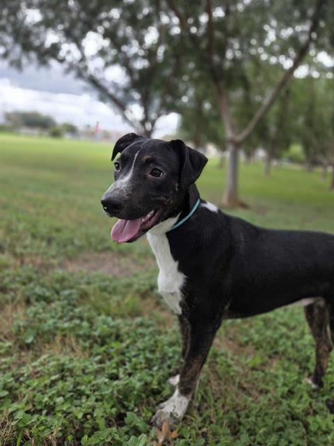 Photo of Clyde, adoptable Labrador Retriever in Rosenberg, Texas