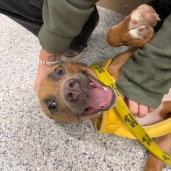 Photo of Scoot 2375, adoptable Mixed Breed (Medium) in Loxahatchee, Florida