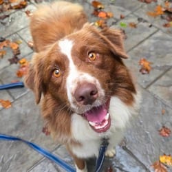 Photo of Speedy, adoptable Australian Shepherd in Frederick, Maryland