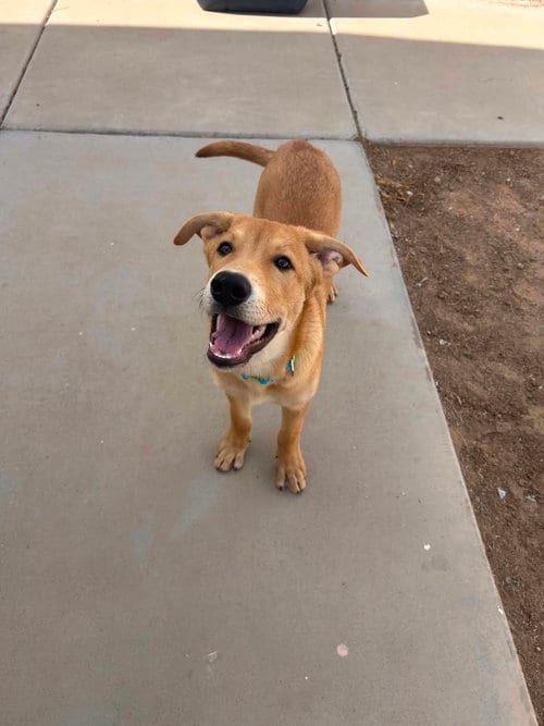 Photo of Maverick, adoptable Yellow Labrador Retriever in Chandler, Arizona