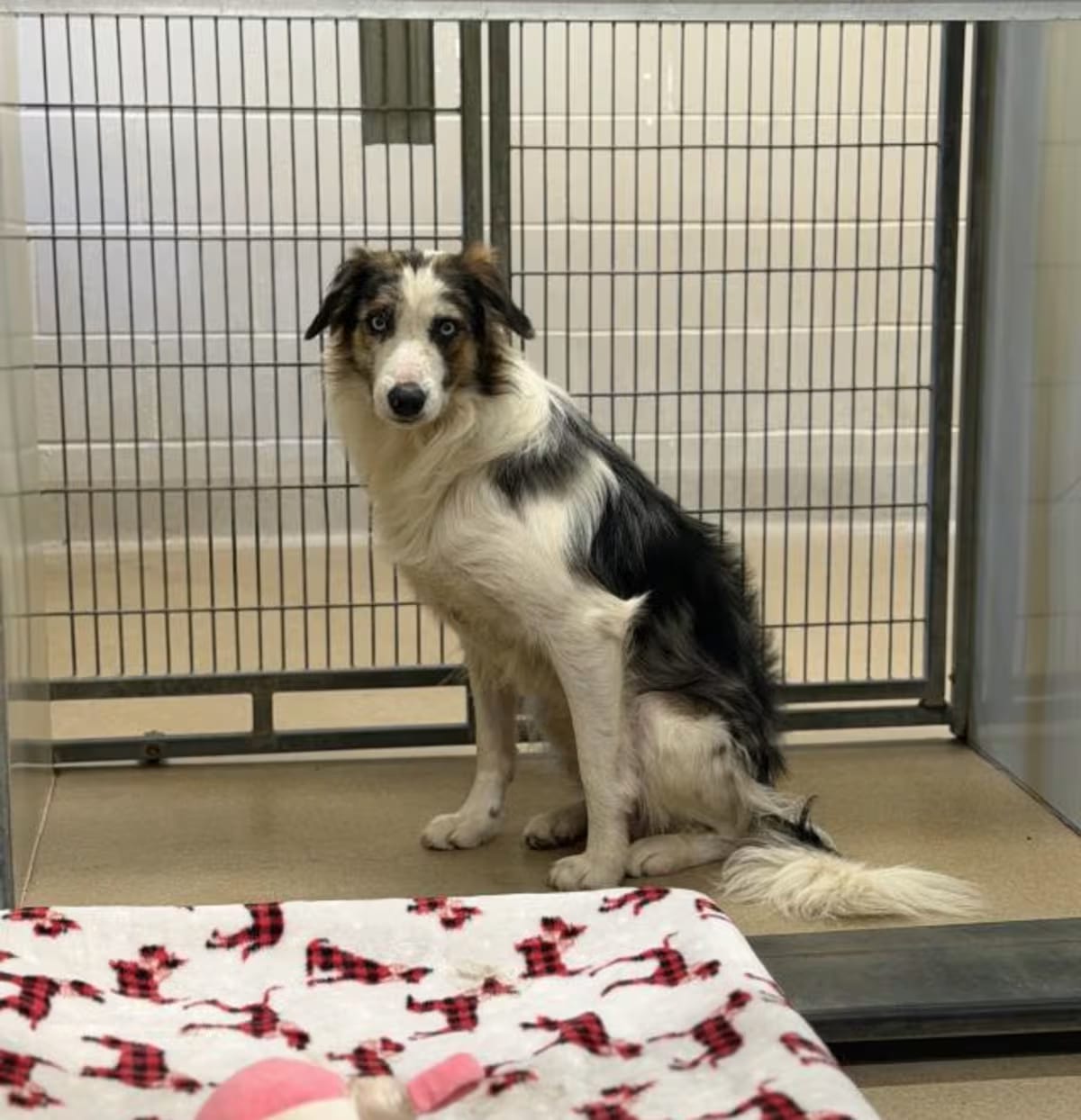 Photo of Arlo, adoptable Border Collie in Santa Maria, California