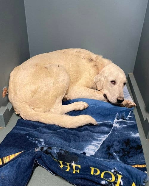 Photo of Dolan, adoptable Akbash in Whitewright, Texas