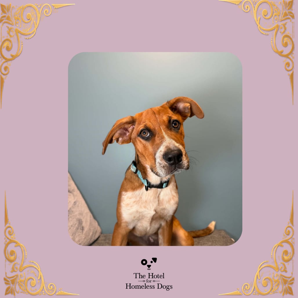 Photo of Maisie, adoptable Coonhound, Bluetick / Mix in Cumberland, Rhode Island