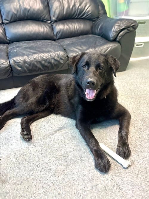 Photo of Ares, adoptable Labrador Retriever in Spring Lake, New Jersey