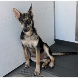 Photo of Cooper, adoptable Australian Cattle Dog in San Bernardino, California