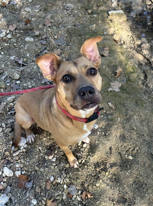 Photo of Kaylee, adoptable German Shepherd Dog in Pipe Creek, Texas