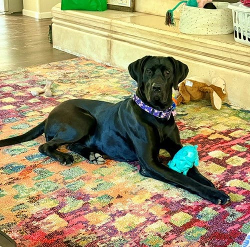 Photo of Harper, adoptable Great Dane in Sacramento, California