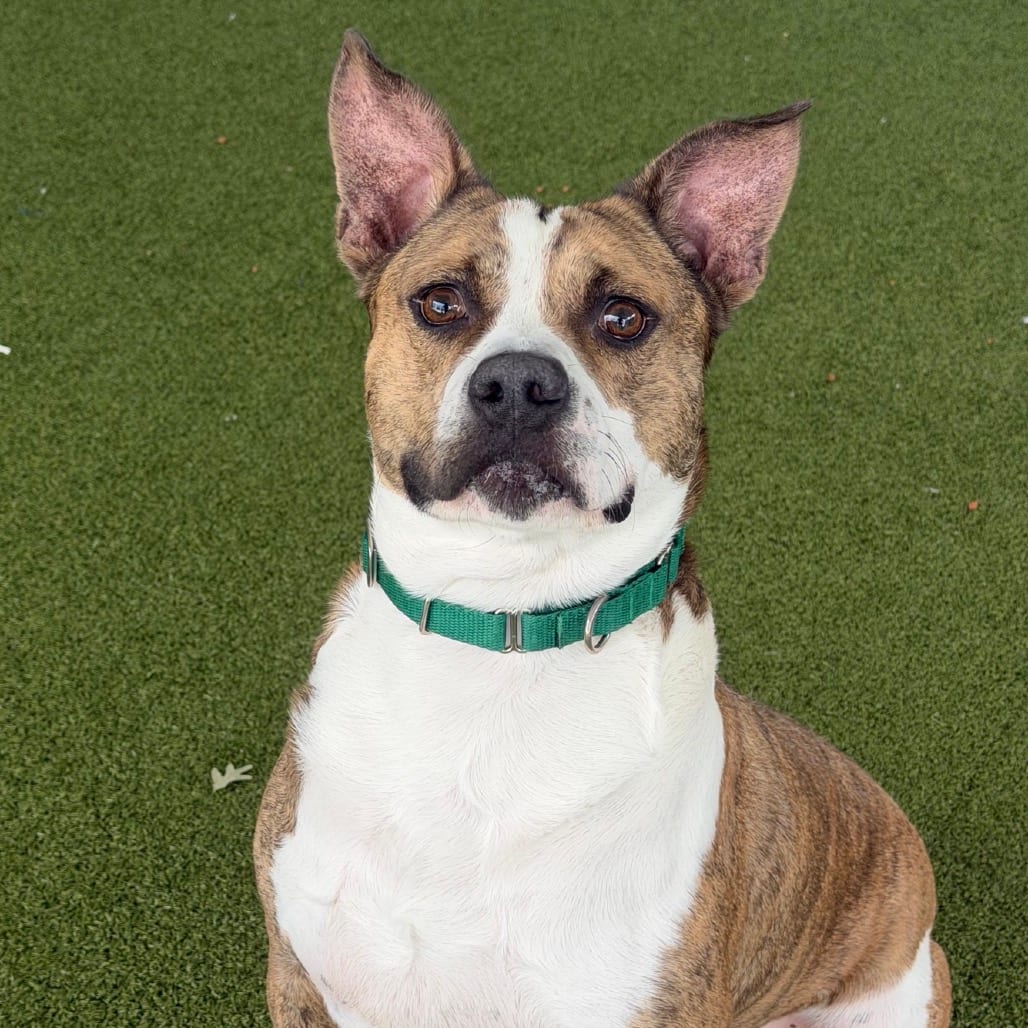 Photo of Golf, adoptable Terrier, Pit Bull in Greensboro, North Carolina