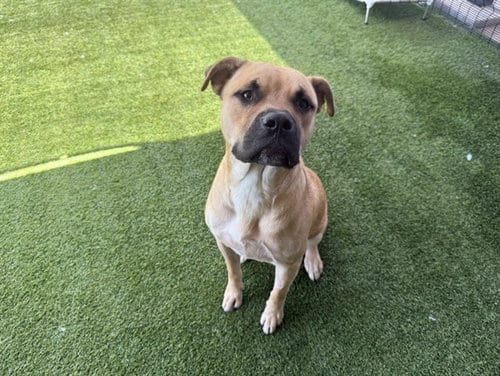 Photo of Benji, adoptable Boxer in Garland, Texas
