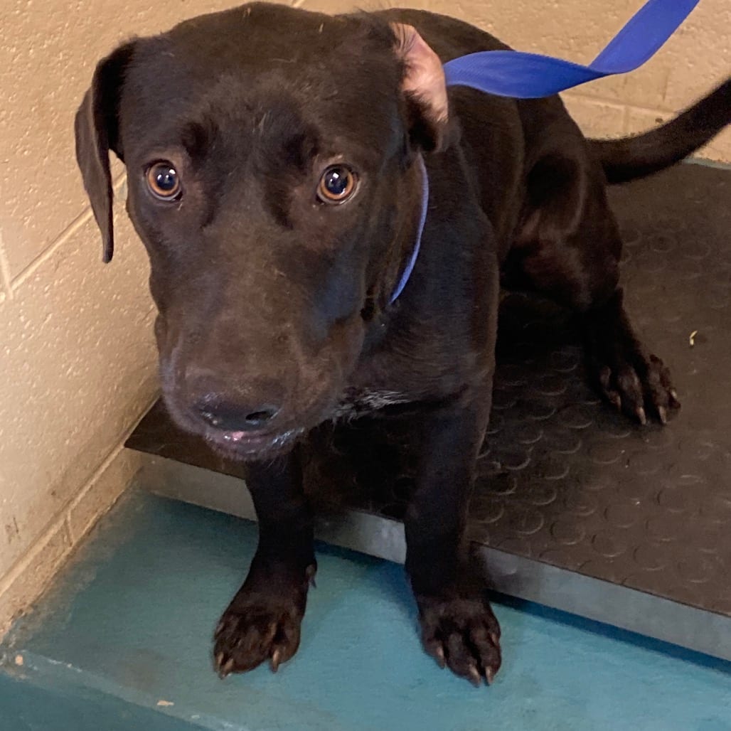 Photo of Piper, adoptable dog