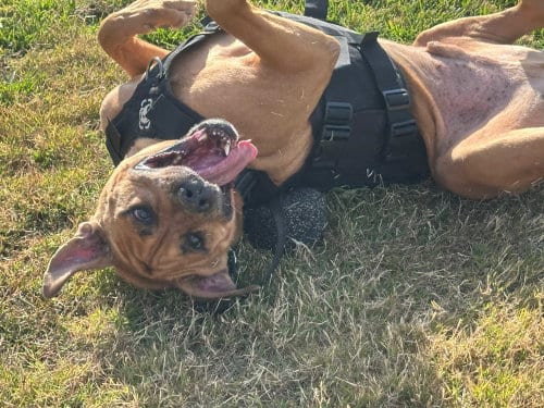 Photo of Cjay, adoptable Pit Bull Terrier in Chula Vista, California