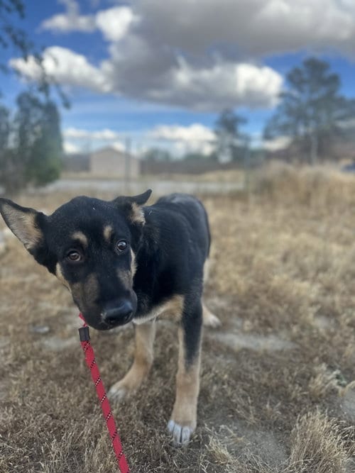 Photo of Mitch, adoptable German Shepherd Dog in ROSEVILLE, California