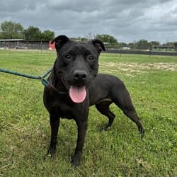 Photo of Yaya JuM, adoptable American Staffordshire Terrier Mixed Breed (Medium) in Hartford, Connecticut