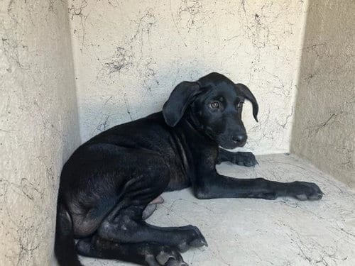 Photo of Atticus, adoptable Labrador Retriever in Baytown, Texas