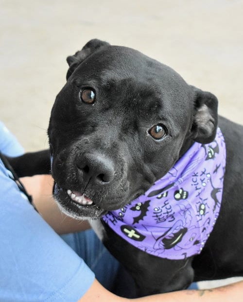 Photo of Peach, adoptable Boxer in Fort Collins, Colorado